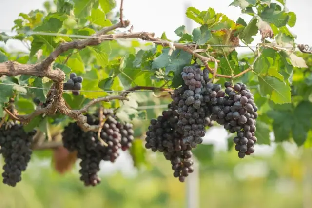 Jak i kiedy przycinać winogrona, aby uniknąć błędów i uzyskać plony