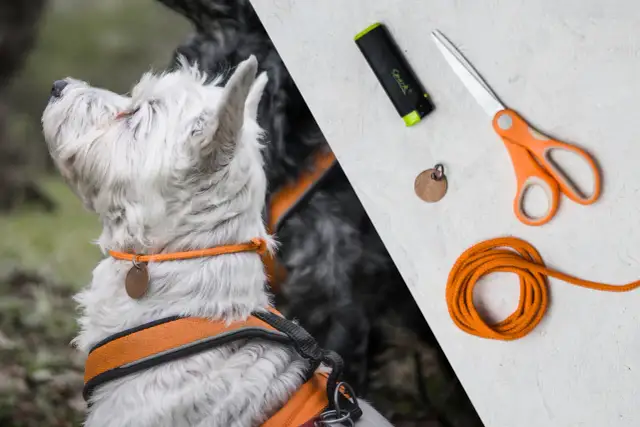 Obroża dla psa DIY: Stwórz idealną, bezpieczną i unikalną!