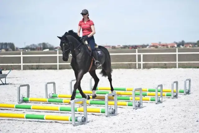 Jak wytresować konia dla początkujących: kompletny kurs od podstaw