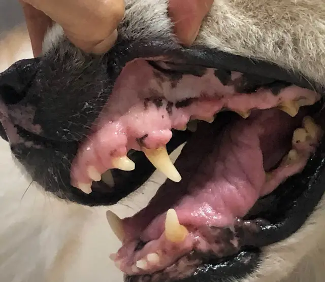 Jak rozpoznać objawy zapalenia dziąseł u psa i uniknąć bólu