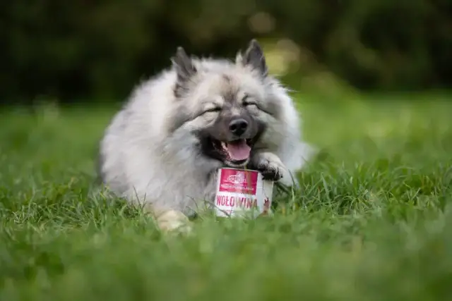 Jaką karmę dla psa wybrać, aby uniknąć problemów zdrowotnych?