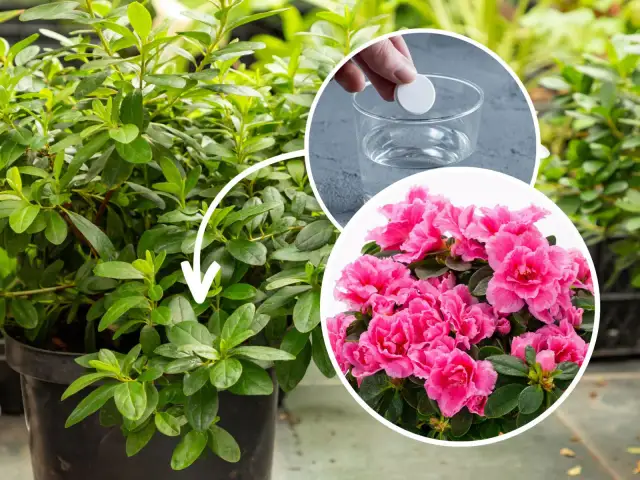 Jak długo kwitnie azalia? Poznaj sekrety długiego kwitnienia