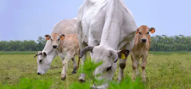 Stado krów rasy piemontese pasące się na zielonej łące. Widać dorosłe zwierzęta i cielęta.