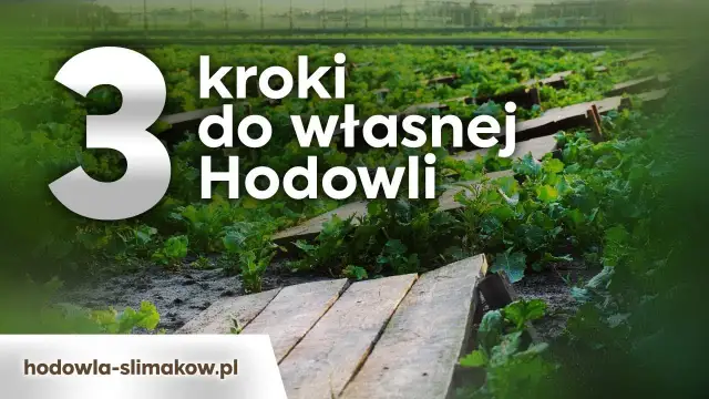 Jak założyć hodowlę ślimaków i uniknąć najczęstszych błędów