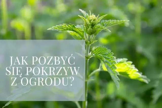 Jak skutecznie pozbyć się pokrzyw z ogrodu: 5 sprawdzonych metod