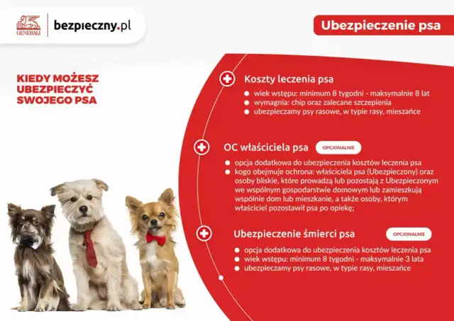 Ile kosztuje głupi jaś dla psa? Ceny, bezpieczeństwo, alternatywy