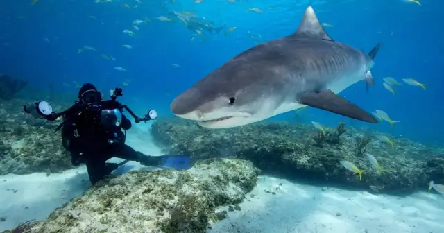 Czy w Morzu Czerwonym są rekiny? Fakty o ich obecności i bezpieczeństwie
