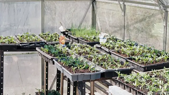 Zimowa uprawa w szklarni: Co sadzić i jak dbać o rośliny?