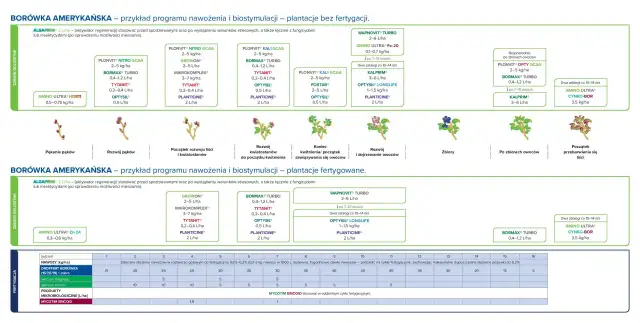 Program nawożenia borówki amerykańskiej. Kiedy zakwaszać borówkę? Schemat pokazuje fazy wzrostu roślin i zalecane zabiegi.