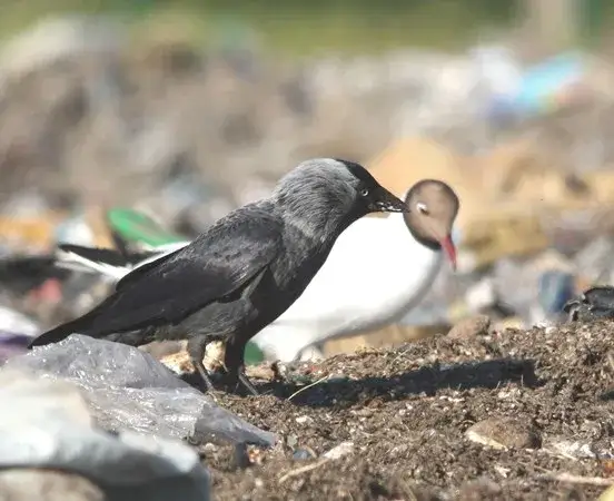 Gdzie zimują kawki? Odkryj tajemnice ich zimowych schronień w Polsce