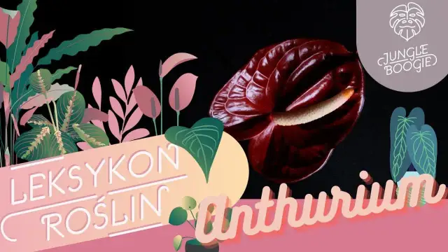 Jak uprawiać anturium: unikaj najczęstszych błędów w pielęgnacji