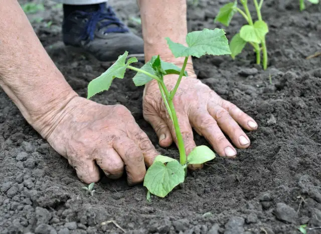 Po czym siać ogórki, aby uniknąć błędów i uzyskać obfite plony