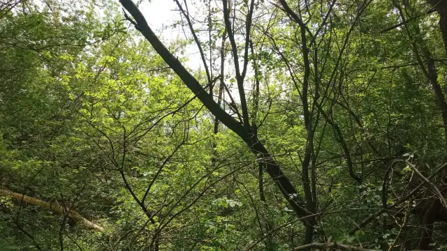 Rezerwat przyrody Kulin - unikalne gatunki i zagrożenia dla natury