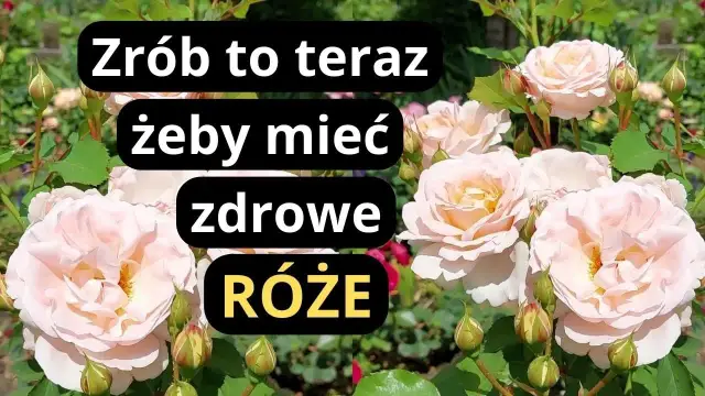 Jak uratować róże w ogrodzie: skuteczne metody na ich ożywienie