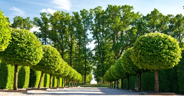 Drzewa do ogrodu: Jak wybrać idealne? Uniknij 7 błędów!