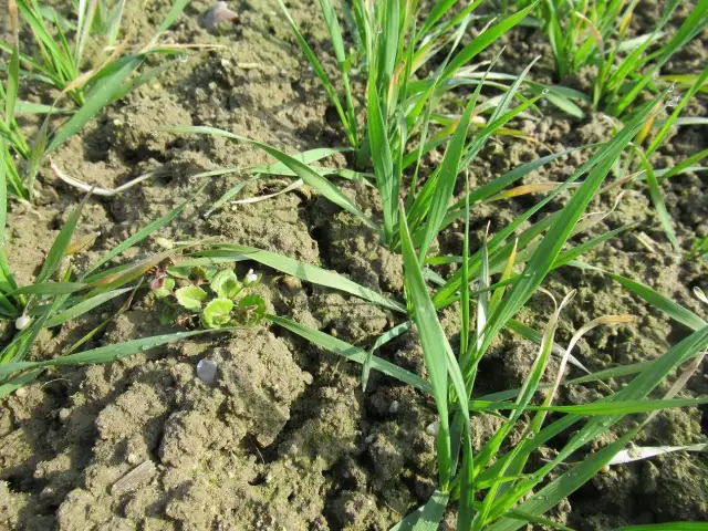 Jaki nawóz na zboża ozime wiosną, aby uniknąć niskich plonów?