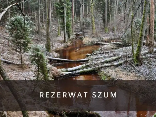 Zimowy krajobraz w rezerwat szum. Brązowa rzeka płynie przez las pełen powalonych drzew i iglaków, pokrytych pierwszym śniegiem.