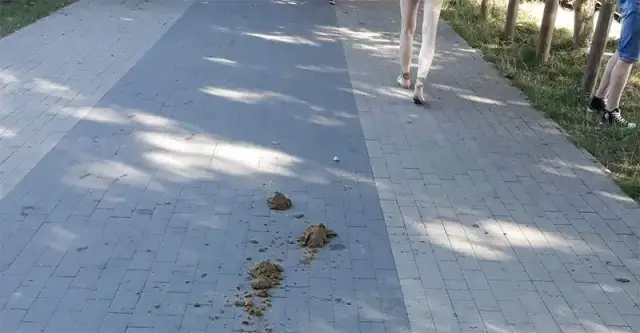 Czy można jeździć konno po chodniku? Oto nieznane przepisy i kary