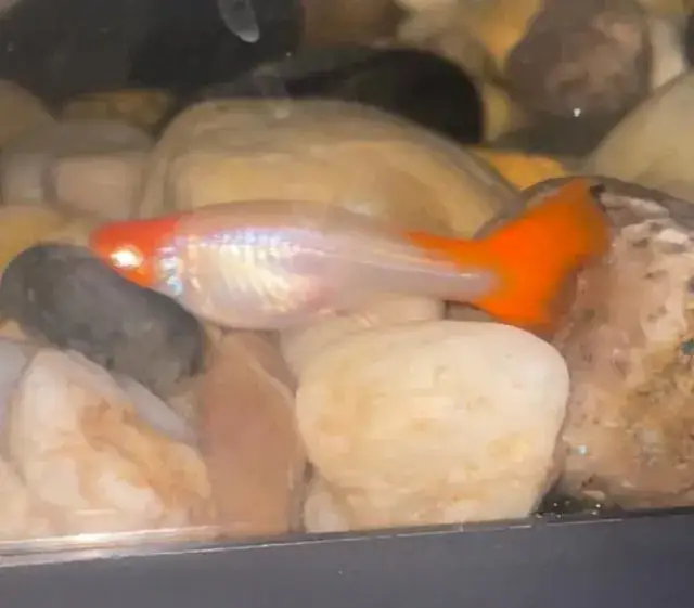 Gupik kiedy do kotnika - nie przegap kluczowych sygnałów przed porodem