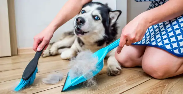 Kiedy pies zmienia sierść? Poznaj sekrety linienia u psów