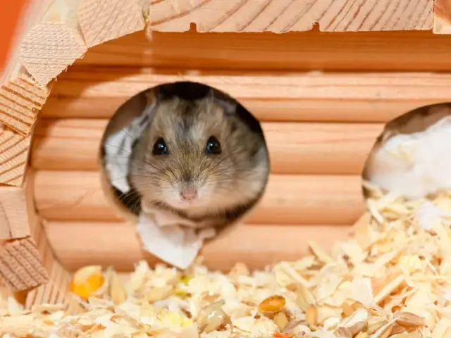 Chomik wygląda z otworu drewnianego domku, otoczony trocinami i ziarnami.