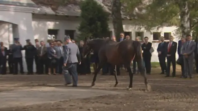 Stadnina koni Iwno - historia, usługi i pasja do jeździectwa