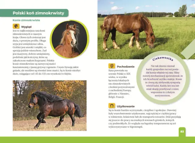 Jaki to koń? Atlas dla dzieci i inne: Wybierz idealną książkę!