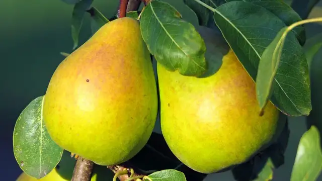 Gruszka: 57 kcal i moc zdrowia! Czy tuczy? Sprawdź!