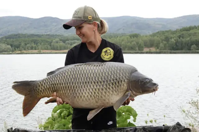 Sezon na karpia: Kiedy łowić, a kiedy kupić?
