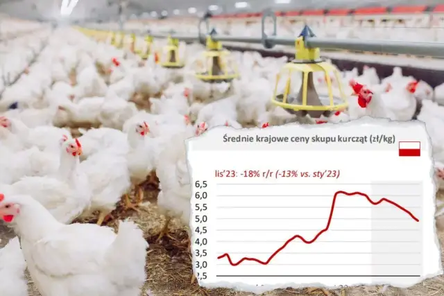 Ile kosztuje drób w 2026? Analiza cen i porady dla Ciebie