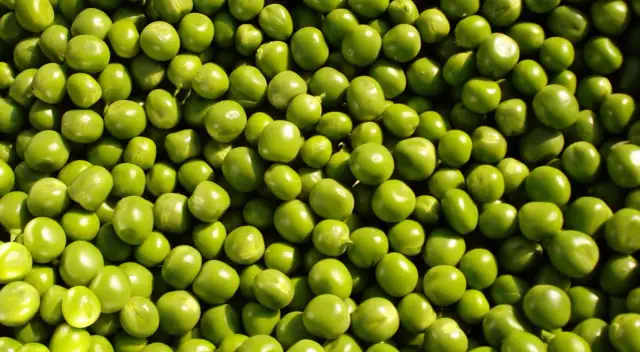 Czy koty mogą jeść groszek? Sprawdź, jakie mogą być skutki!