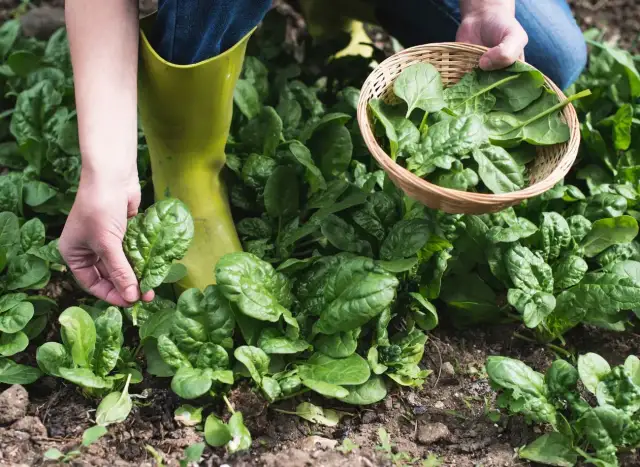 Czy szpinak odrasta po ścięciu? Poznaj sekret wielokrotnych zbiorów