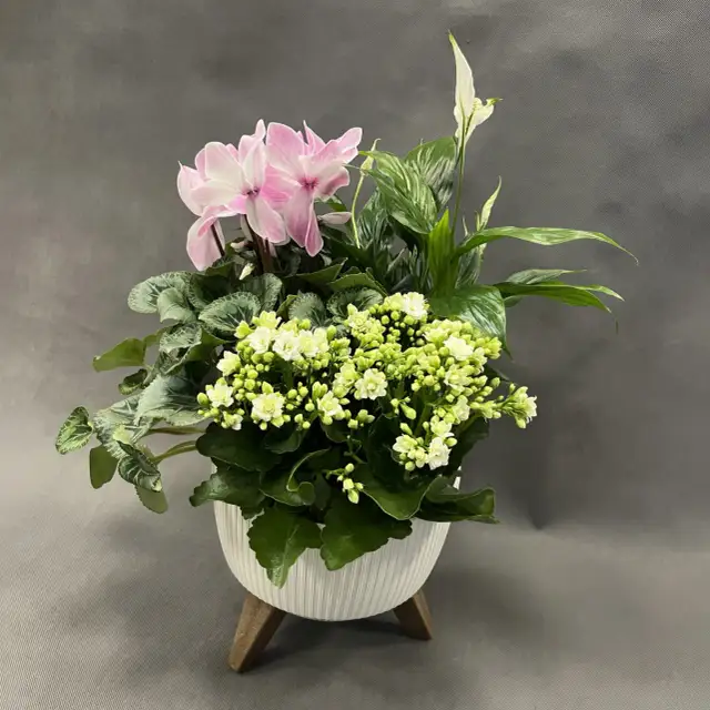 Kwiat doniczkowy na prezent: Wybierz idealną roślinę!