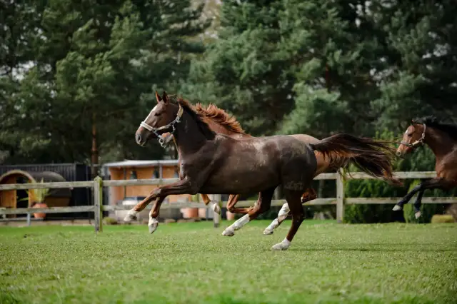 Klub jeździecki Osadkowski: Poznaj wyjątkowe możliwości jazdy konnej