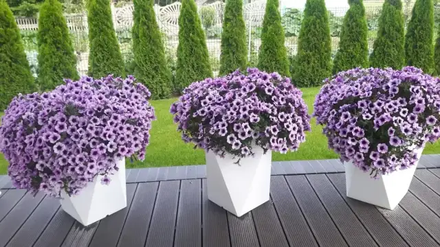 Jakie kwiaty do wysokiej doniczki? Odkryj najlepsze rośliny na taras