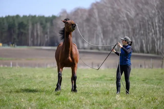 Koń nie okazuje szacunku? Zbuduj zaufanie i zostań liderem!