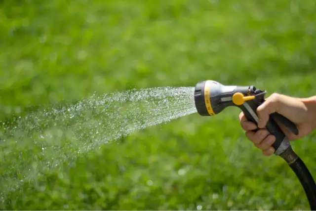 Jak często podlewać trawnik, by uniknąć przesuszenia i strat?