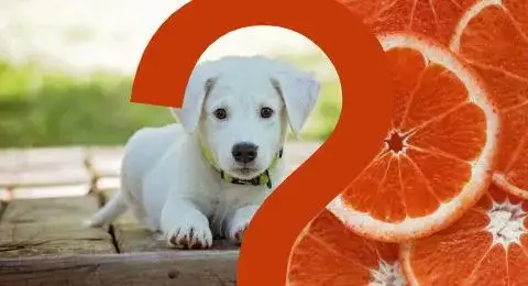 Czy pies może jeść pomarańcze? Poznaj fakty i zagrożenia