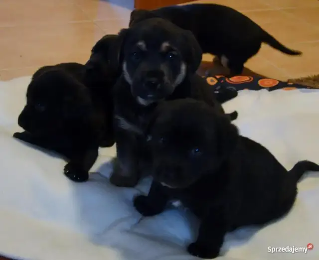 Co je 6 tygodniowy szczeniak? Kluczowe informacje o opiece i żywieniu