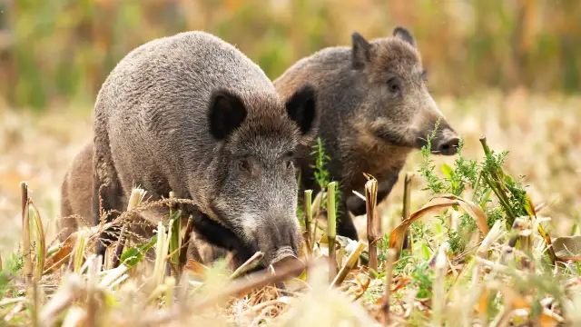 Jak zabezpieczyć się przed dzikami w lesie i uniknąć niebezpieczeństwa