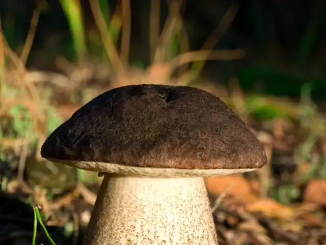 Grzyb stojak: jak rozpoznać koźlarza babkę na spacerze w lesie