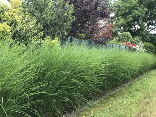 Jakie trawy na żywopłot wybrać, aby uniknąć problemów z pielęgnacją?