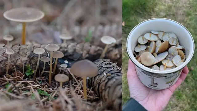 Jakie grzyby w lesie świerkowym warto zbierać i jak ich unikać