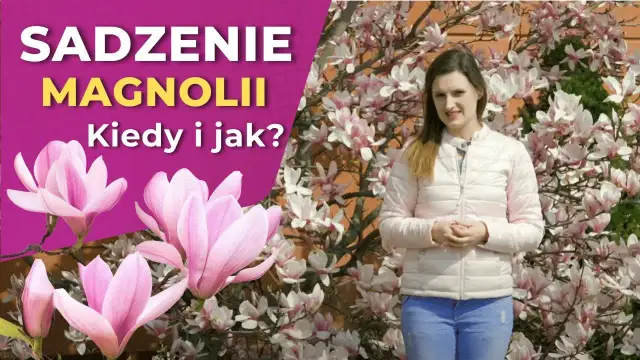Jak sadzić magnolie: Kluczowe wskazówki, aby uniknąć błędów