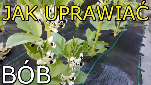 Jak kwitnie bób i co musisz wiedzieć o jego uprawie i pielęgnacji