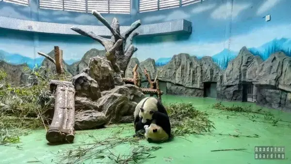 Odkryj dom pand: Gdzie żyją i jak je zobaczyć w Chinach/Europie?