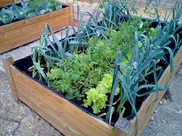 Jakie warzywa warto uprawiać w ogródku, aby uniknąć porażek?