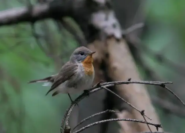 Jakie zwierzęta żyją w Świętokrzyskim Parku Narodowym? Odkryj bogactwo fauny
