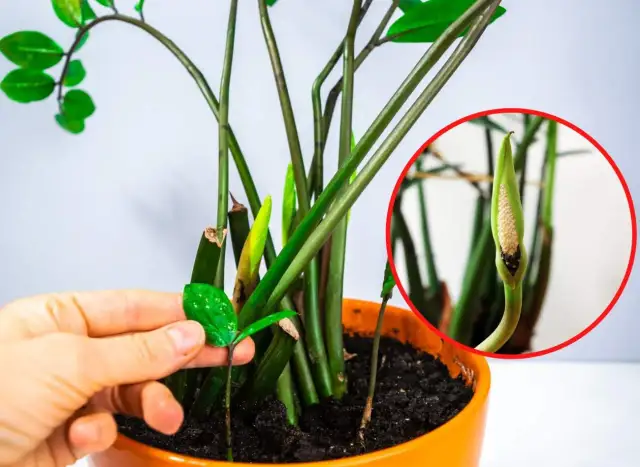 Jak kwitnie zamia - sprawdzone sposoby na piękne kwiaty zamiokulkasa