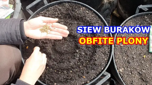Kiedy siać buraczki do gruntu, aby uniknąć przymrozków i uzyskać plony